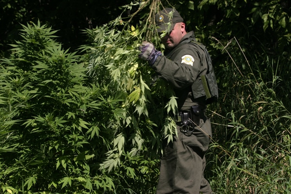 Une plantation de cannabis découverte à la suite d’un incendie à Chertsey